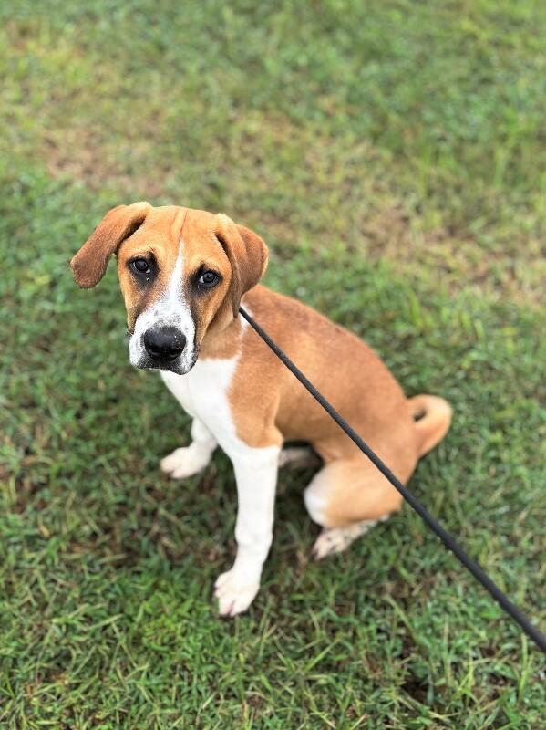 Enlarge James Cagney, a Adoptable mixed breed in Berkeley Heights, NJ image 3/6