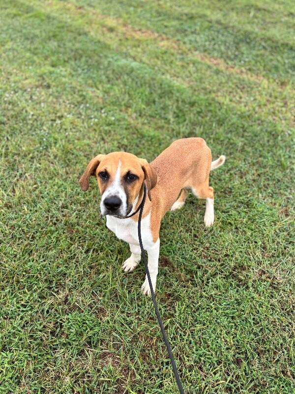Enlarge James Cagney, a Adoptable mixed breed in Berkeley Heights, NJ image 4/6