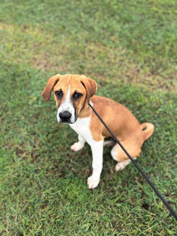 Enlarge James Cagney, a Adoptable mixed breed in Berkeley Heights, NJ image 5/6