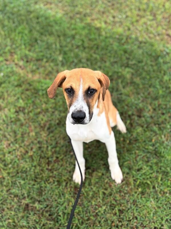 Enlarge James Cagney, a Adoptable mixed breed in Berkeley Heights, NJ image 6/6