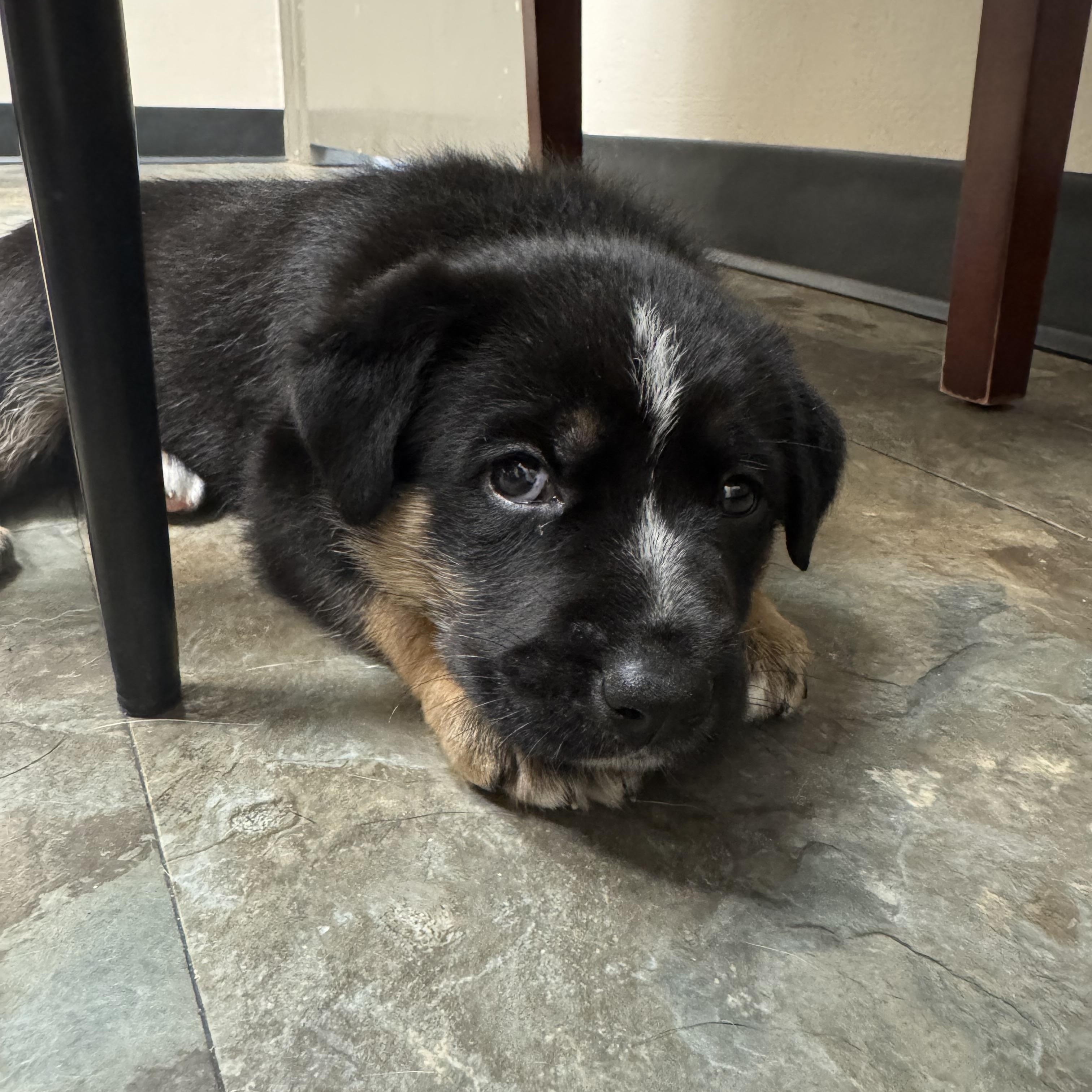 Mindy, a ADOPTABLE mixed breed in Houston, TX image 2/3