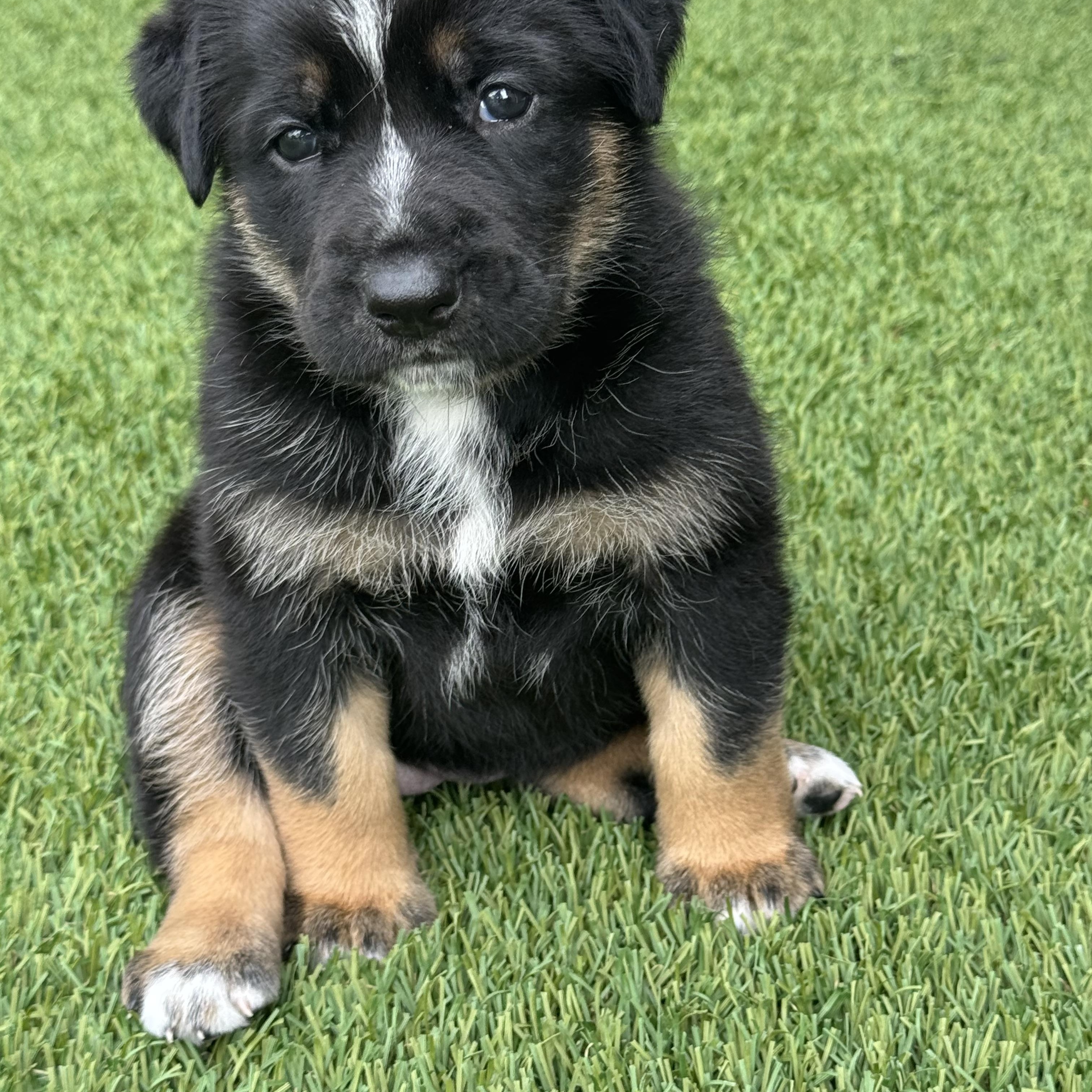 Mindy, ADOPTABLE, Puppy Female German Shepherd Dog.