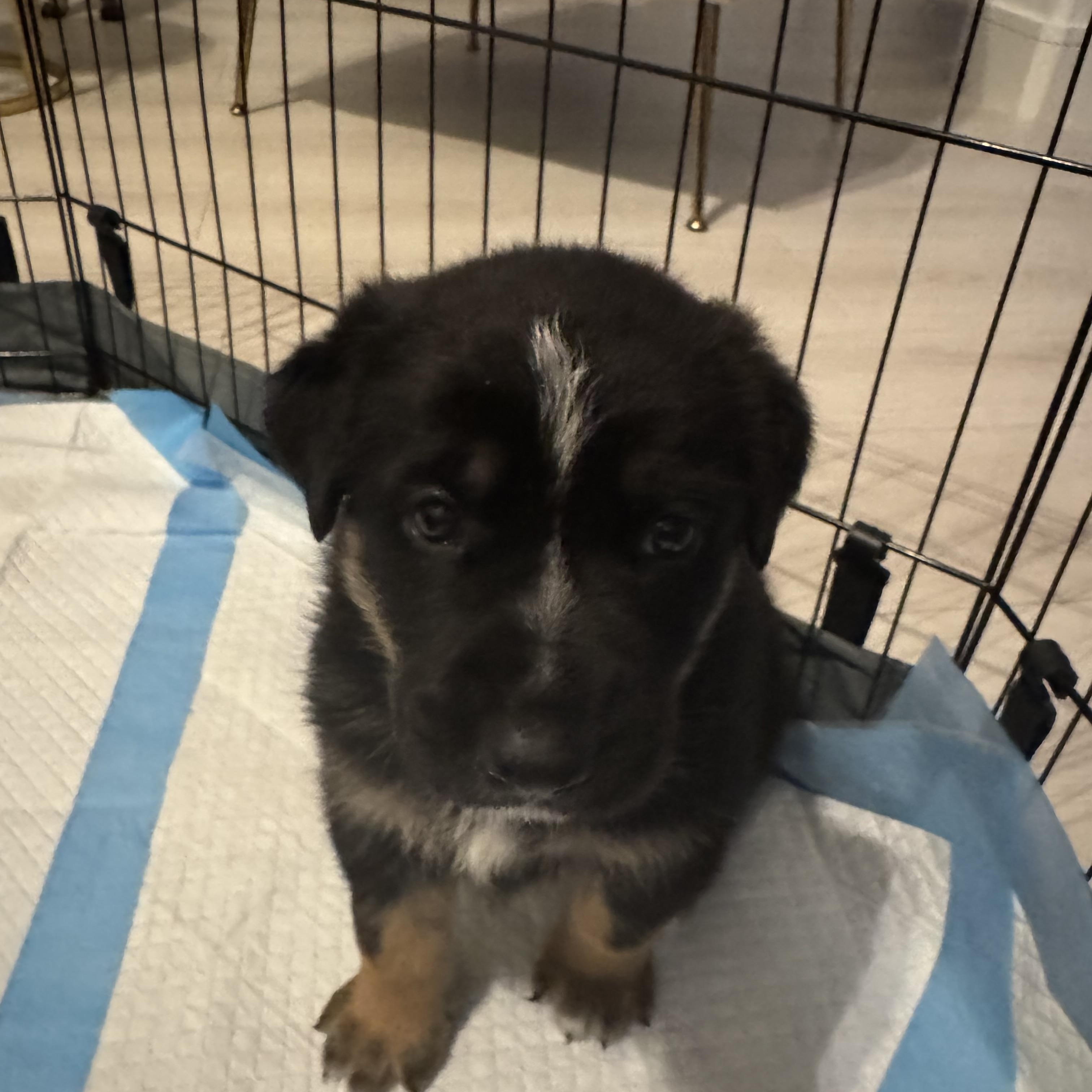 Mindy, a ADOPTABLE mixed breed in Houston, TX image 3/3