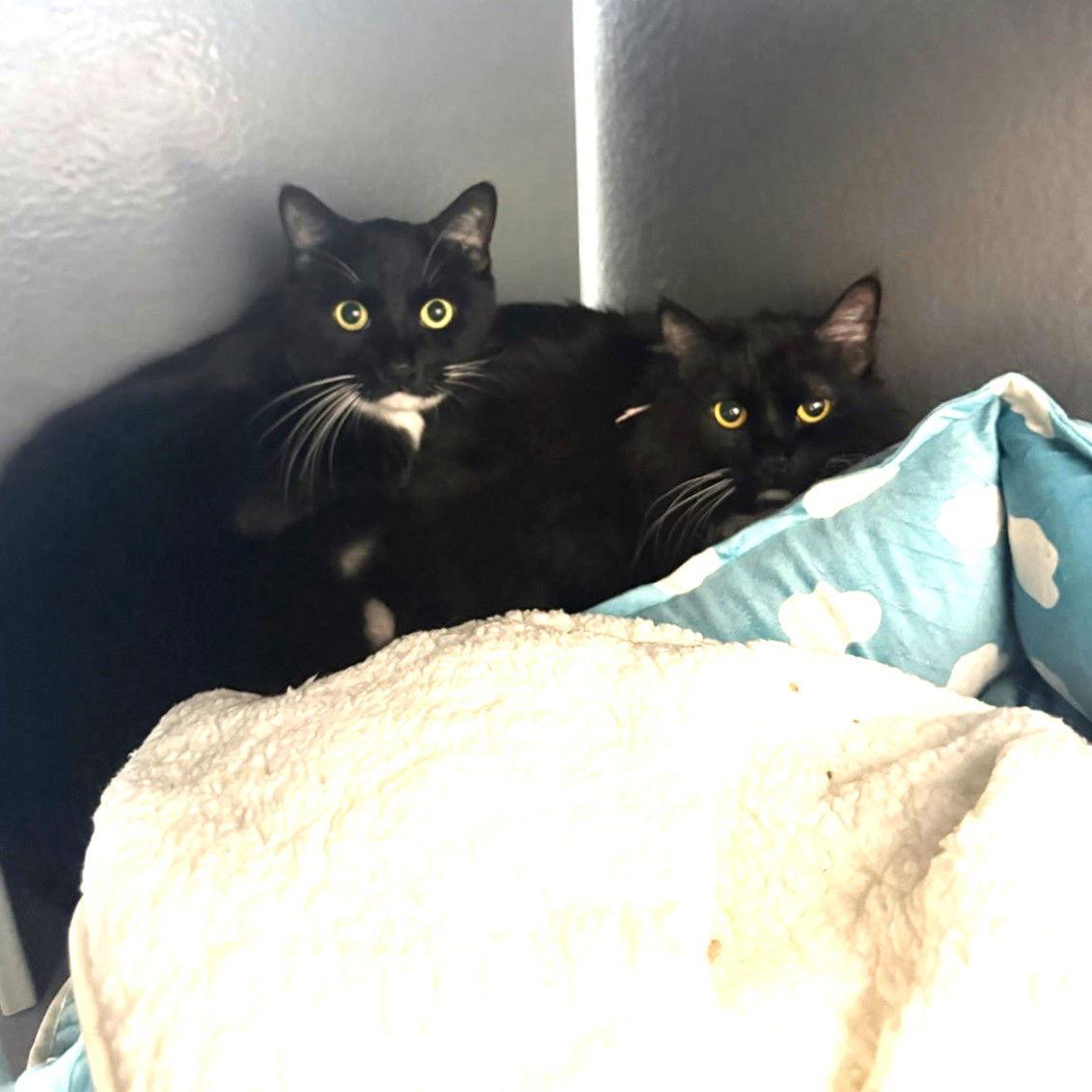 Enlarge Ginger, a Adoptable Domestic Medium Hair in St. Cloud, FL image 1/3