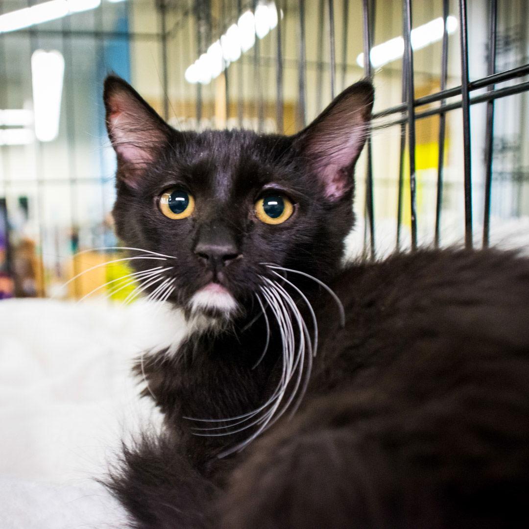 Enlarge Ginger, a Adoptable Domestic Medium Hair in St. Cloud, FL image 2/3