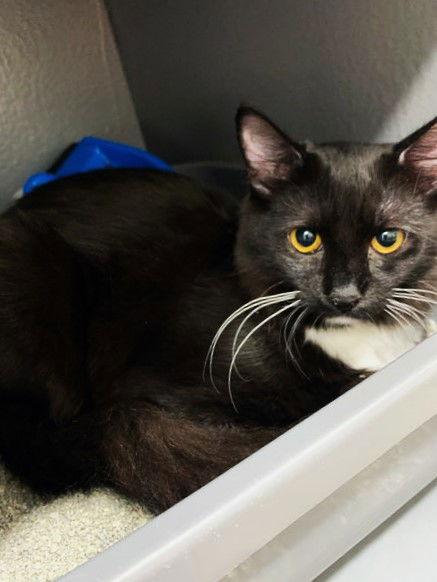 Enlarge Ginger, a Adoptable Domestic Medium Hair in St. Cloud, FL image 3/3