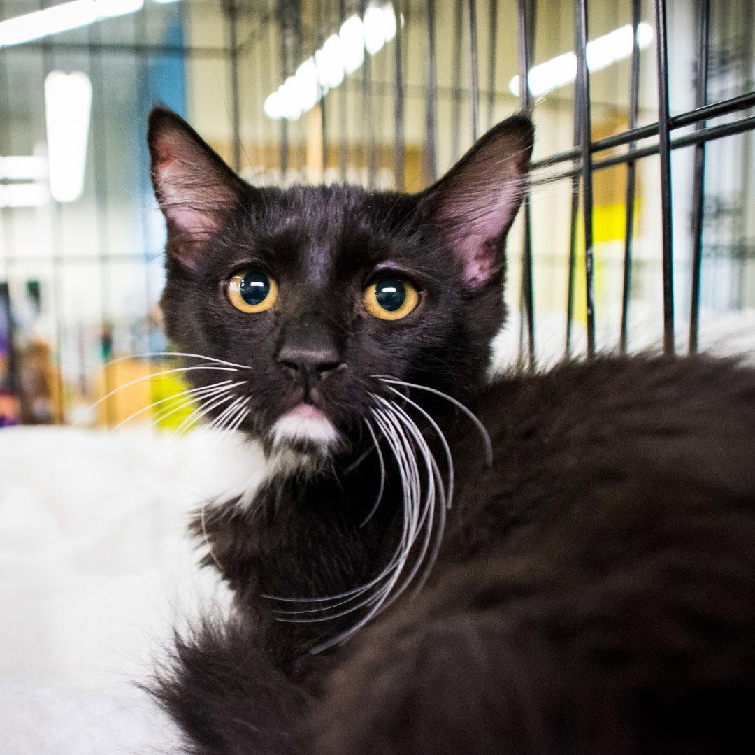 Ginger, a Adoptable Domestic Medium Hair in St. Cloud, FL image 3/3
