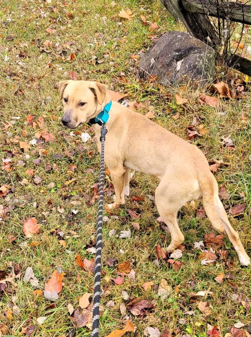 Miley (5mo, 45lbs), Adoptable, Young Female Hound & Labrador Retriever.
