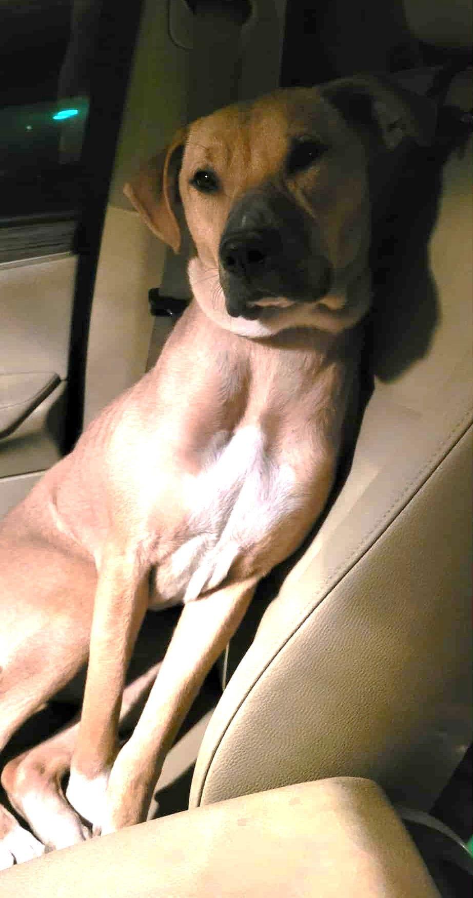 Enlarge Miley (5mo, 45lbs), a Adoptable mixed breed in Hinton, WV image 2/3