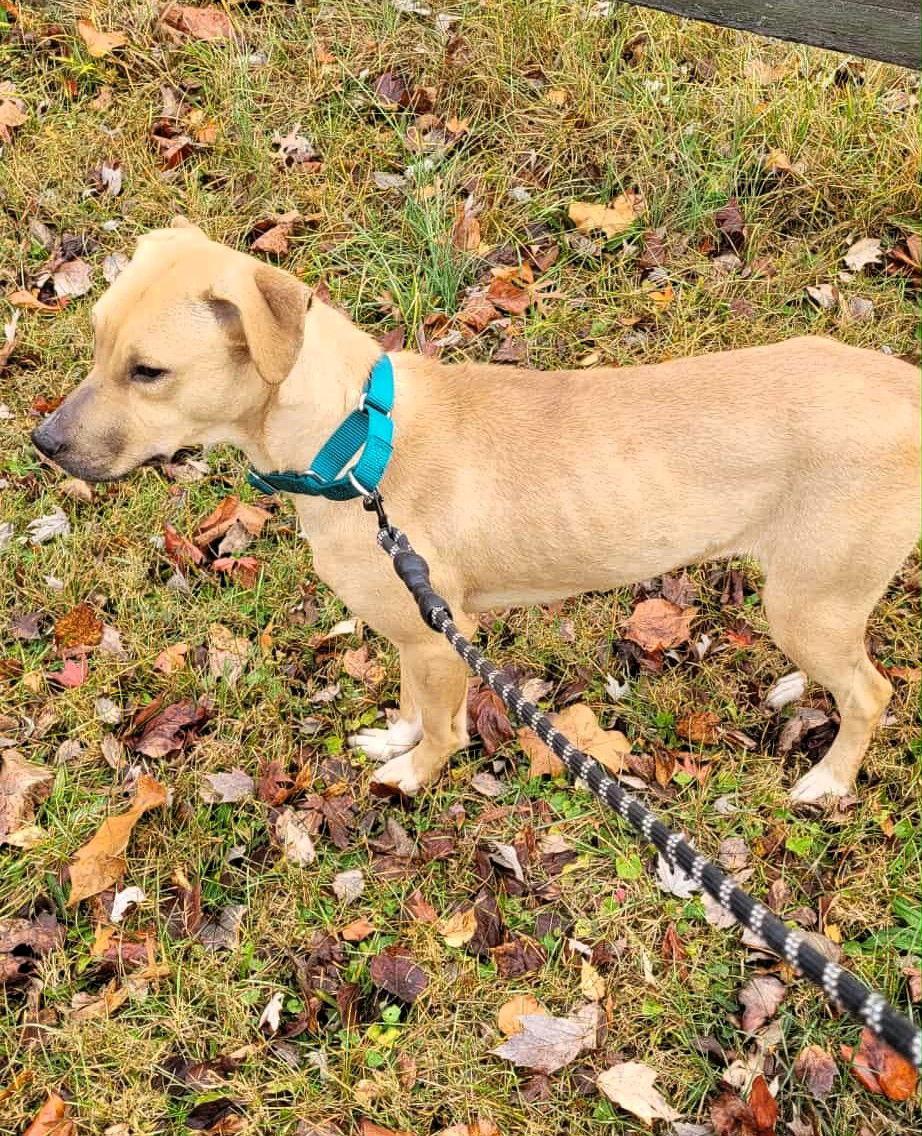 Enlarge Miley (5mo, 45lbs), a Adoptable mixed breed in Hinton, WV image 3/3