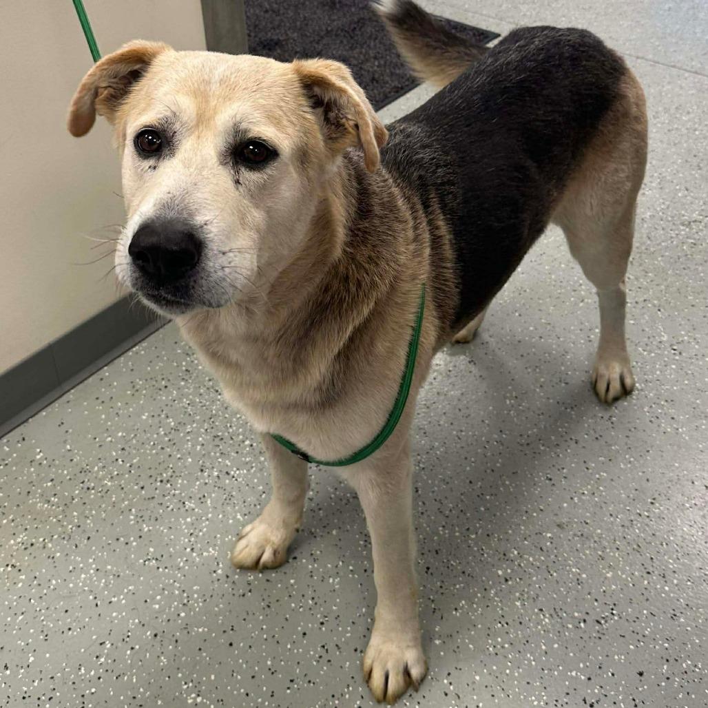 Enlarge Buster, a Adoptable mixed breed in Galax, VA image 1/1