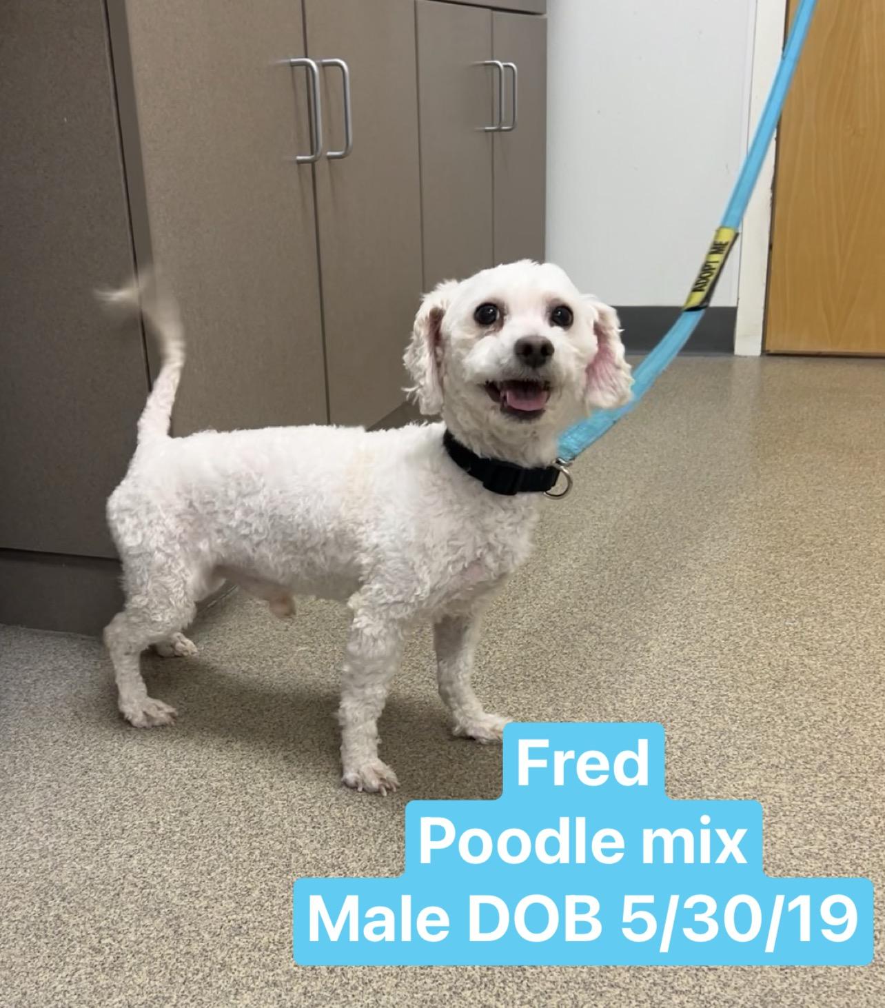 Enlarge Fred, a ADOPTABLE mixed breed in Montville, NJ image 1/3