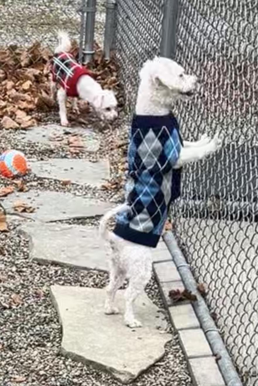 Enlarge Fred, a ADOPTABLE mixed breed in Montville, NJ image 3/3