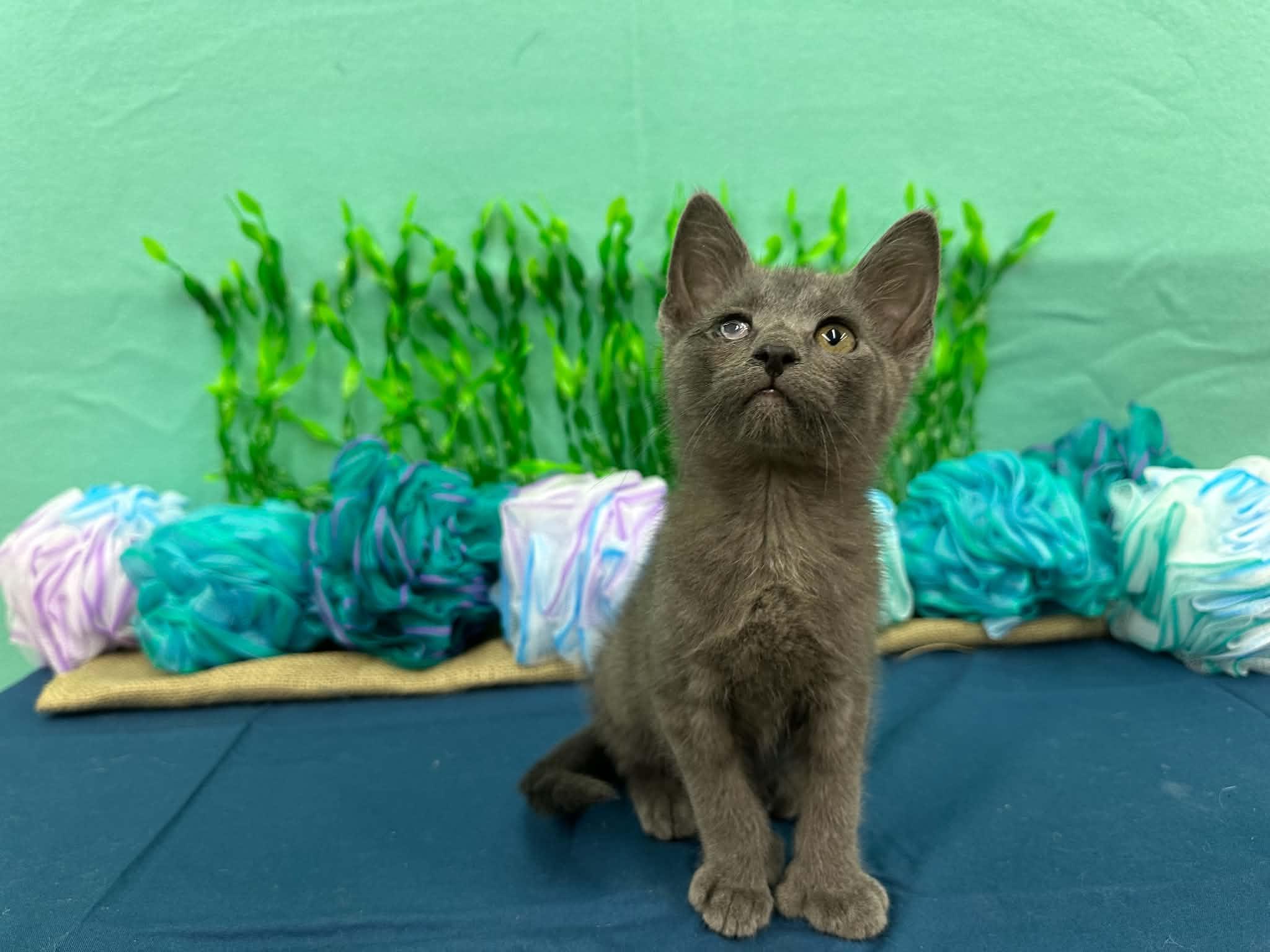 Gill, a Adoptable mixed breed in Xenia, OH image 6/6