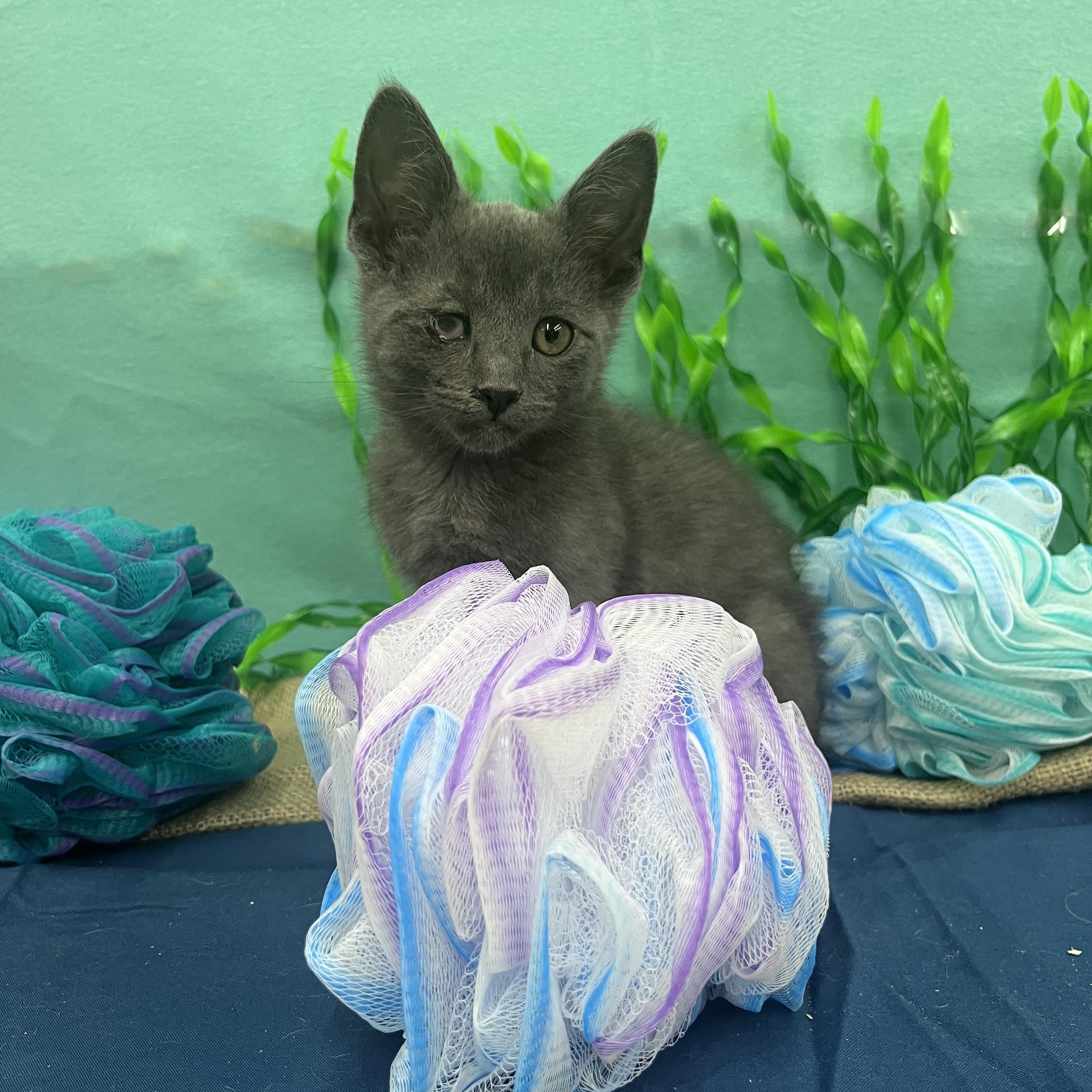 Gill, Adoptable, Kitten Male Domestic Short Hair.