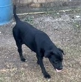 Enlarge WENDY - TRANSPORT AVAILABLE, a Adoptable mixed breed in Nashua, NH image 5/6