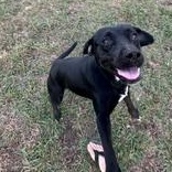 Enlarge WENDY - TRANSPORT AVAILABLE, a Adoptable mixed breed in Nashua, NH image 4/6