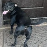 WENDY - TRANSPORT AVAILABLE, Adoptable, Young Female Black Labrador Retriever.