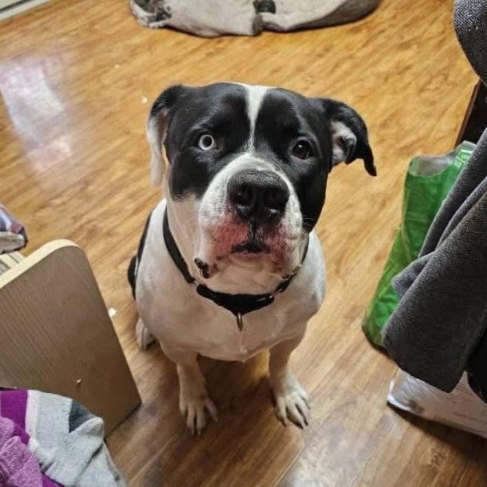 Mister Rocco (20250522-01) — thumbnail 2