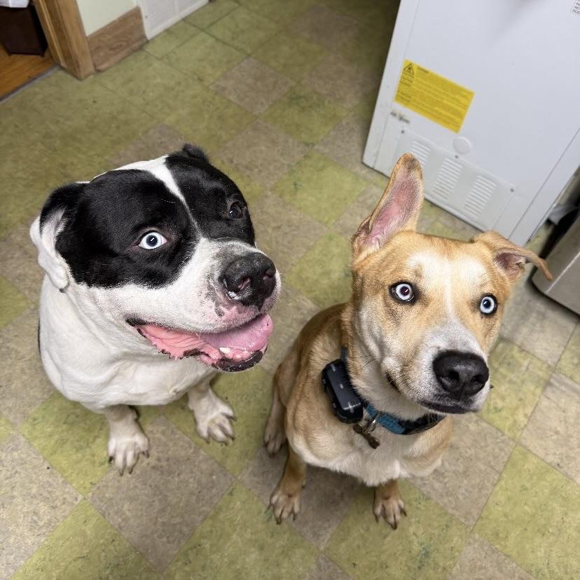 Mister Rocco (20250522-01) — thumbnail 4