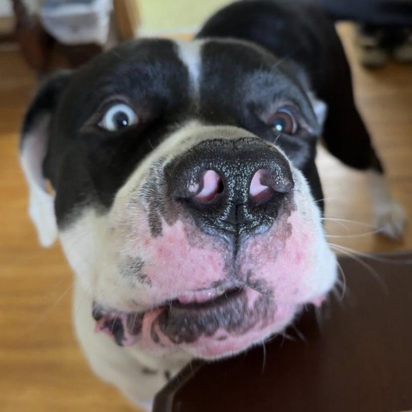 Mister Rocco (20250522-01) — thumbnail 5