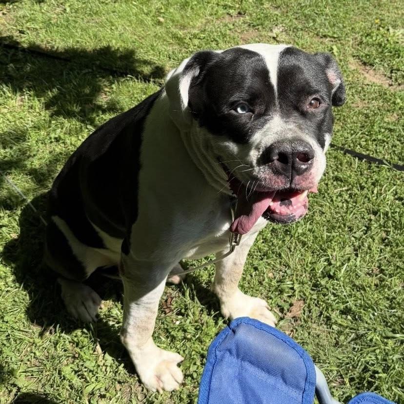 Mister Rocco (20250522-01) — thumbnail 6