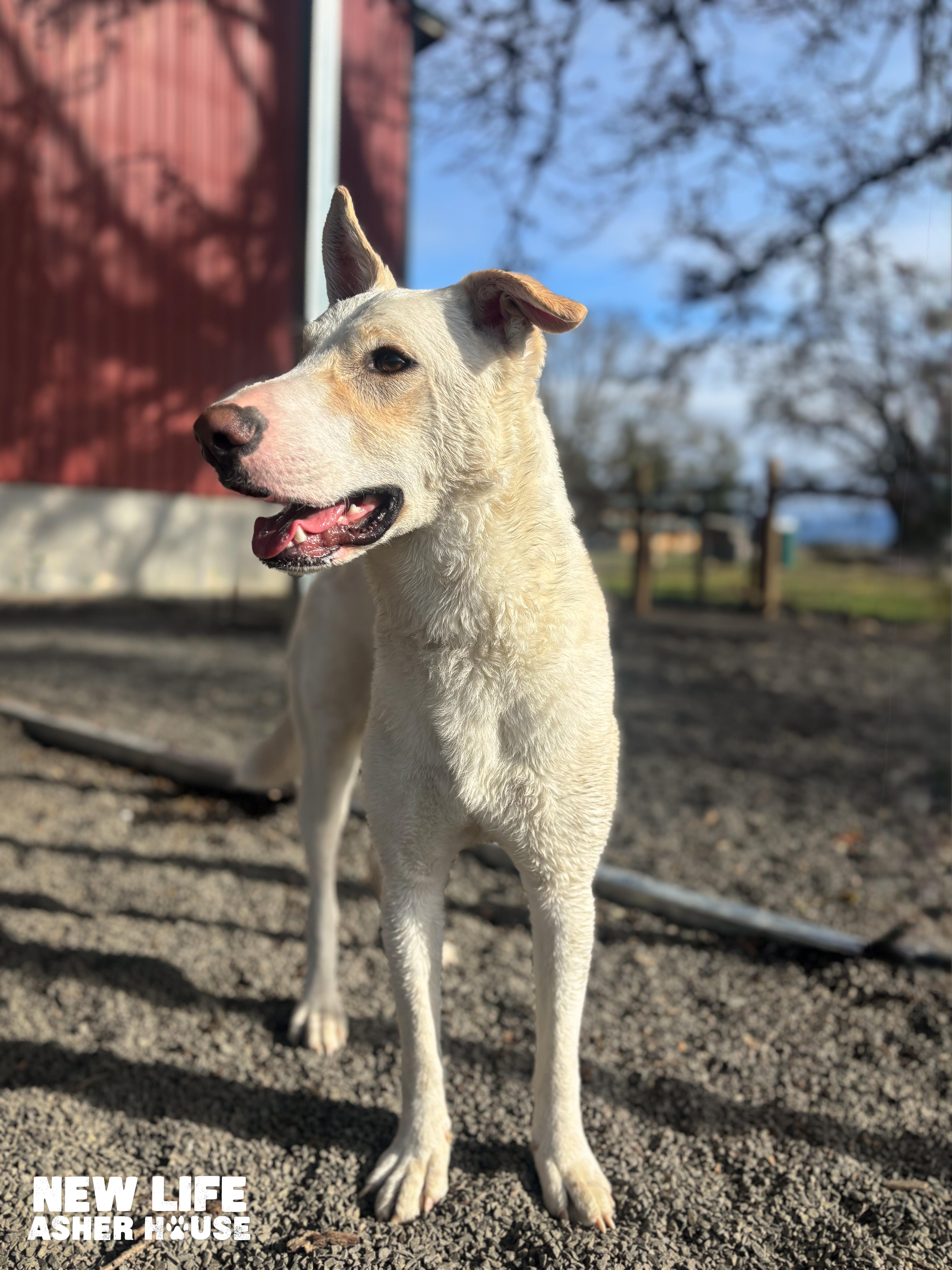 Anton, a ADOPTABLE mixed breed in Portland, OR image 2/6