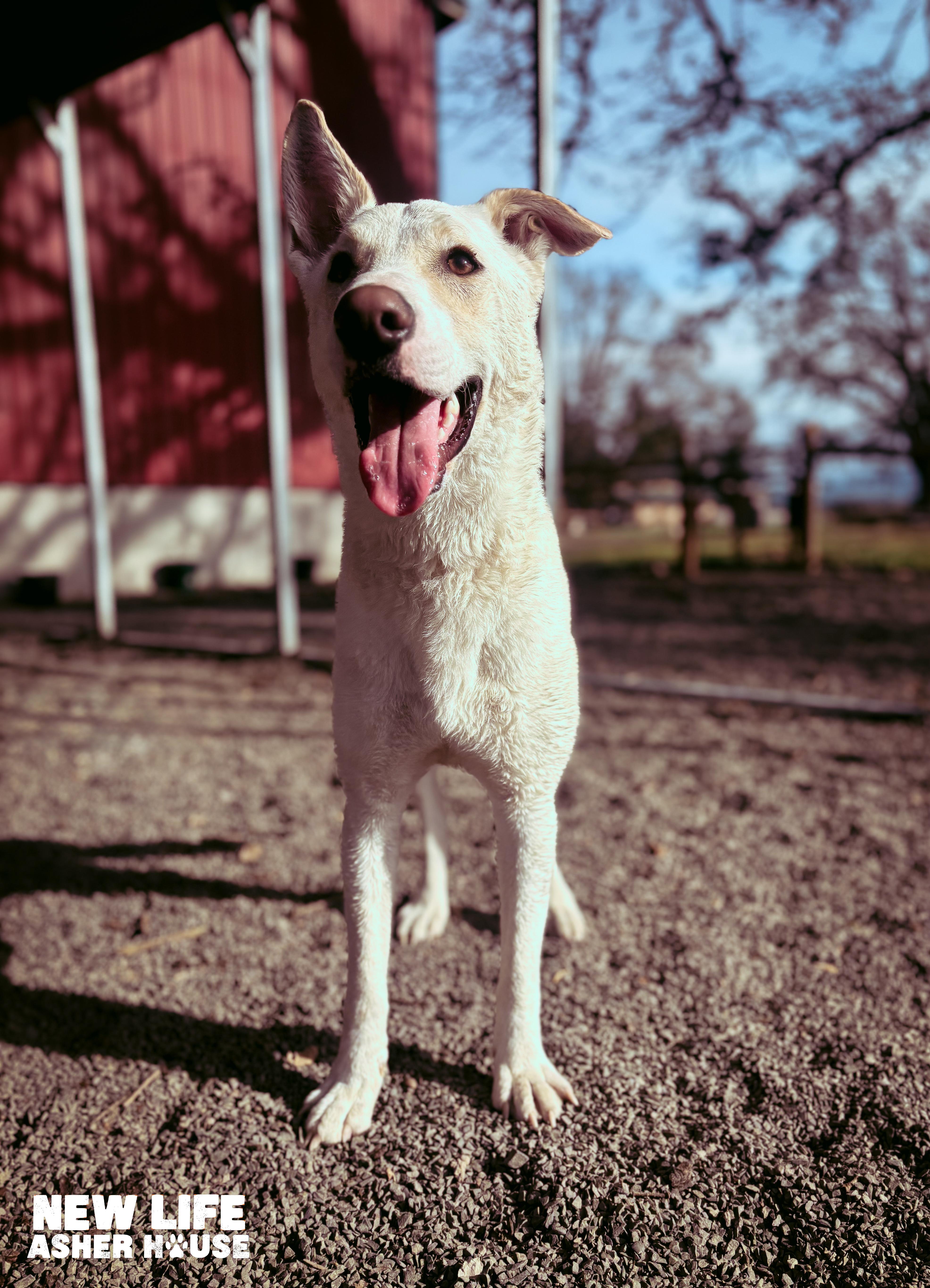 Anton, a ADOPTABLE mixed breed in Portland, OR image 4/6