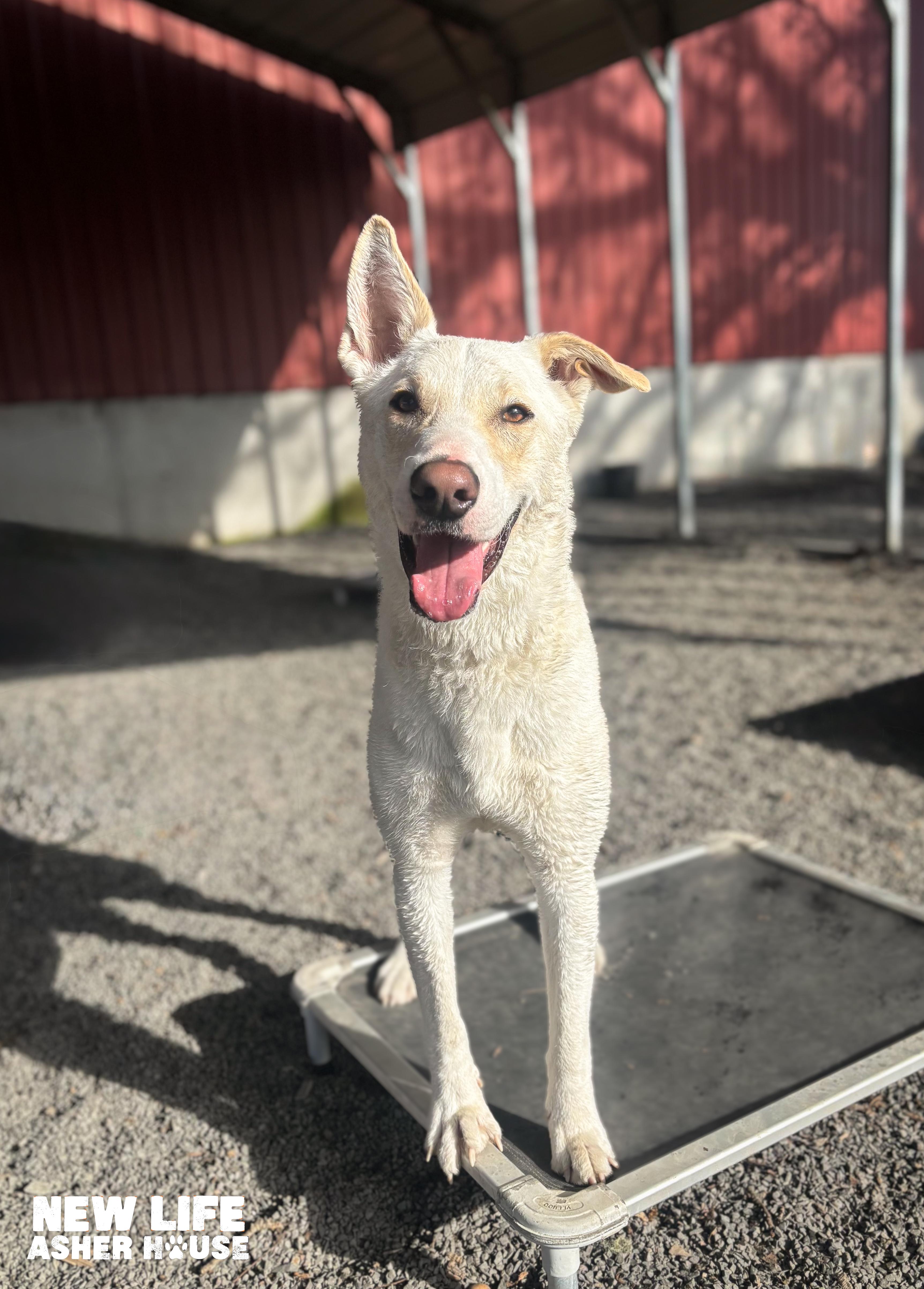 Anton, a ADOPTABLE mixed breed in Portland, OR image 6/6