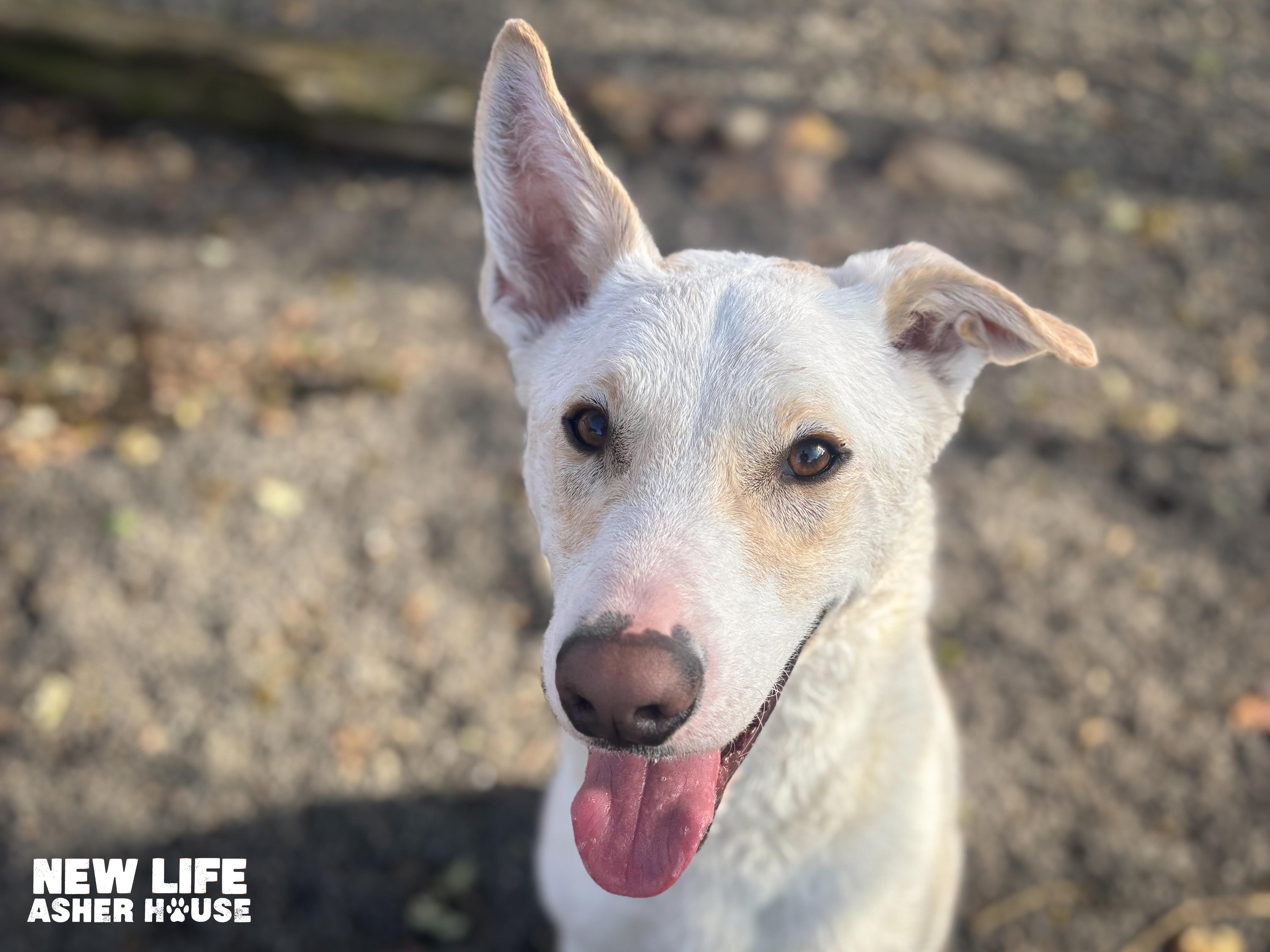 Anton, ADOPTABLE, Young Male Labrador Retriever & Husky.