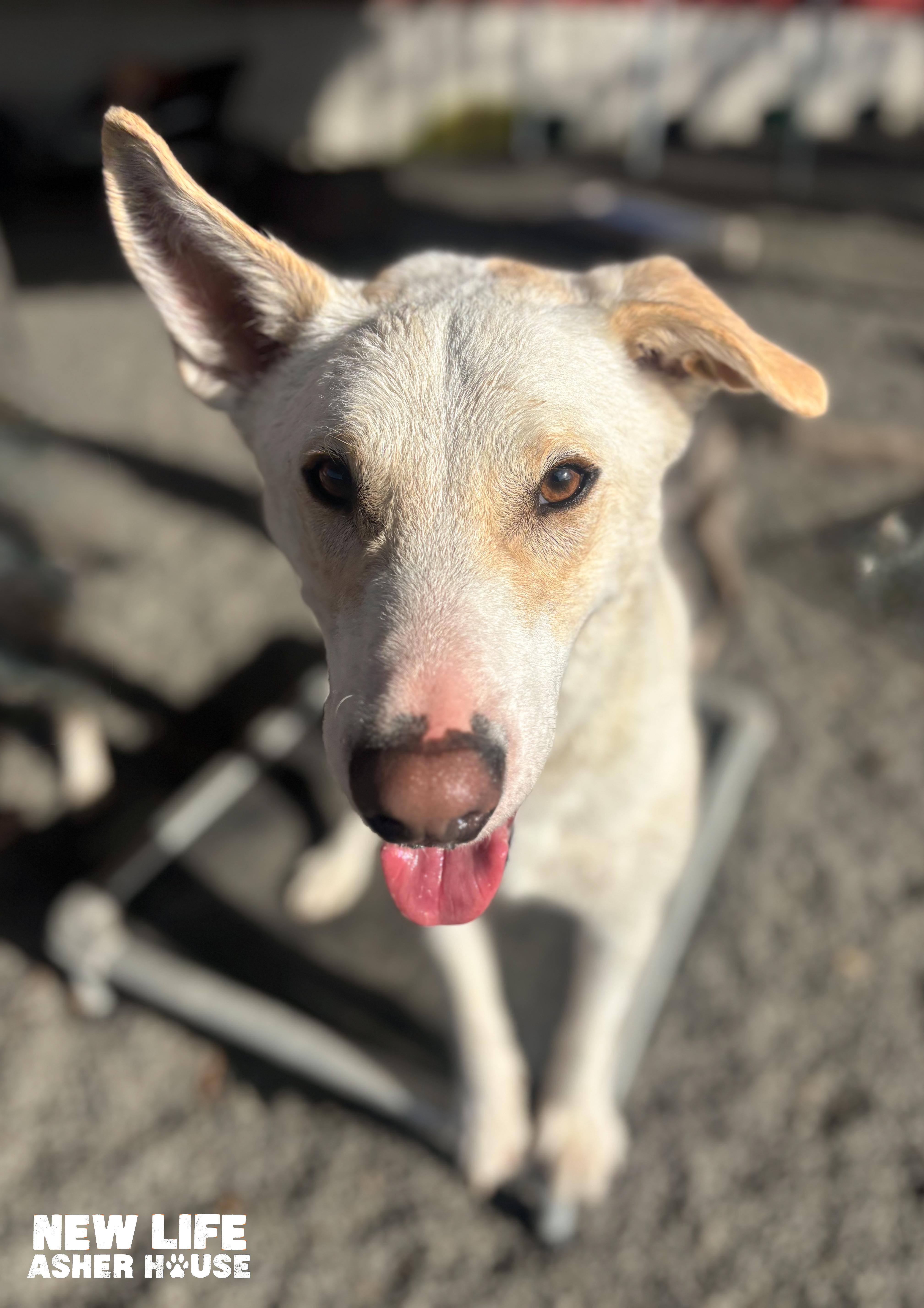 Anton, a ADOPTABLE mixed breed in Portland, OR image 5/6