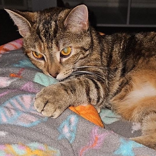 Enlarge Brown Sugar, an adoptable Domestic Short Hair in Battle Creek, MI image 1/2