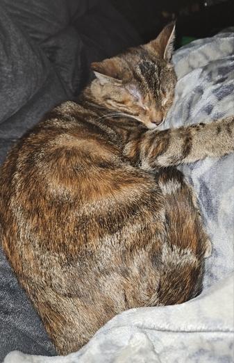 Enlarge Brown Sugar, an adoptable Domestic Short Hair in Battle Creek, MI image 2/2