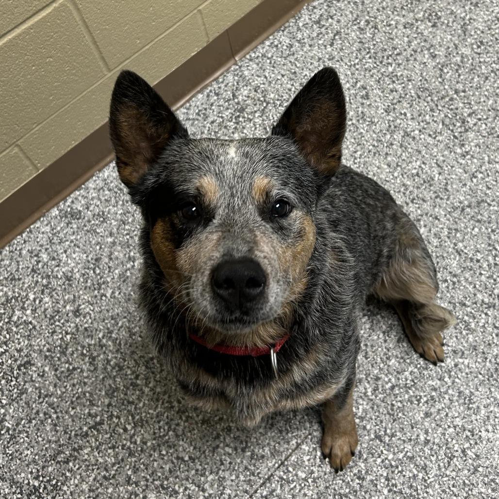 Jack Skellington, Adoptable, Young Male Australian Cattle Dog / Blue Heeler.