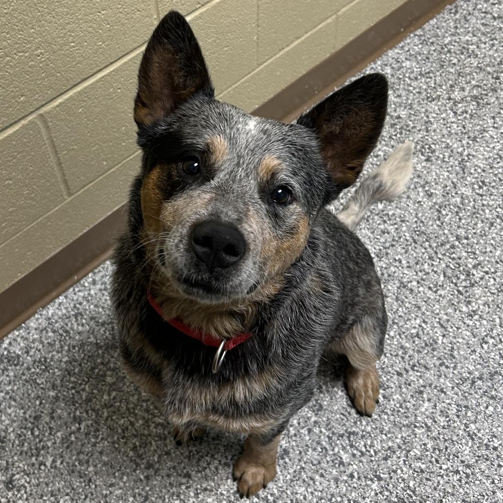 Enlarge Jack Skellington, a Adoptable Australian Cattle Dog / Blue Heeler in Cheyenne, WY image 2/6