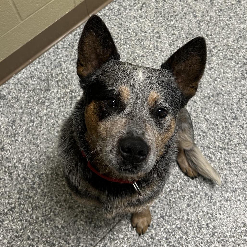 Enlarge Jack Skellington, a Adoptable Australian Cattle Dog / Blue Heeler in Cheyenne, WY image 3/6