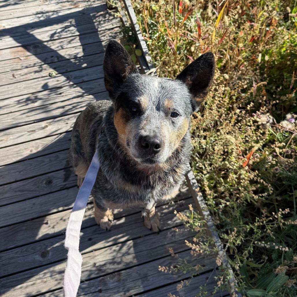 Enlarge Jack Skellington, a Adoptable Australian Cattle Dog / Blue Heeler in Cheyenne, WY image 4/6