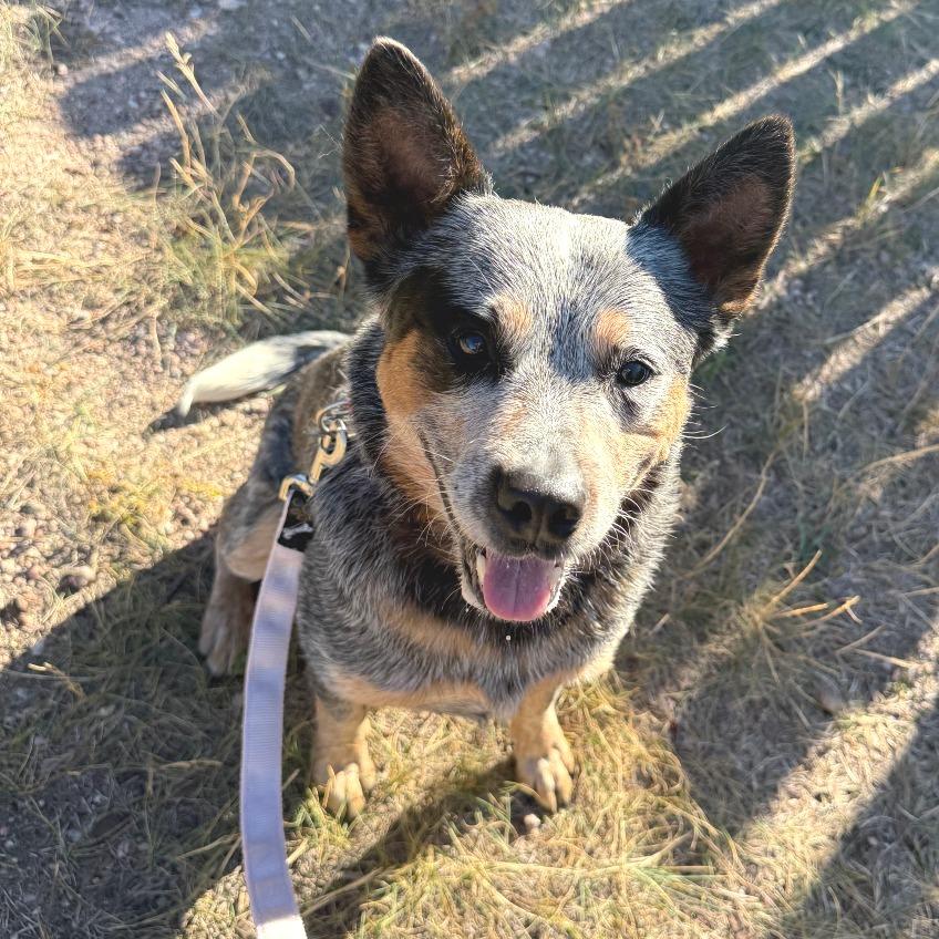 Enlarge Jack Skellington, a Adoptable Australian Cattle Dog / Blue Heeler in Cheyenne, WY image 5/6