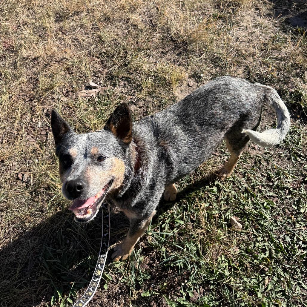 Enlarge Jack Skellington, a Adoptable Australian Cattle Dog / Blue Heeler in Cheyenne, WY image 6/6
