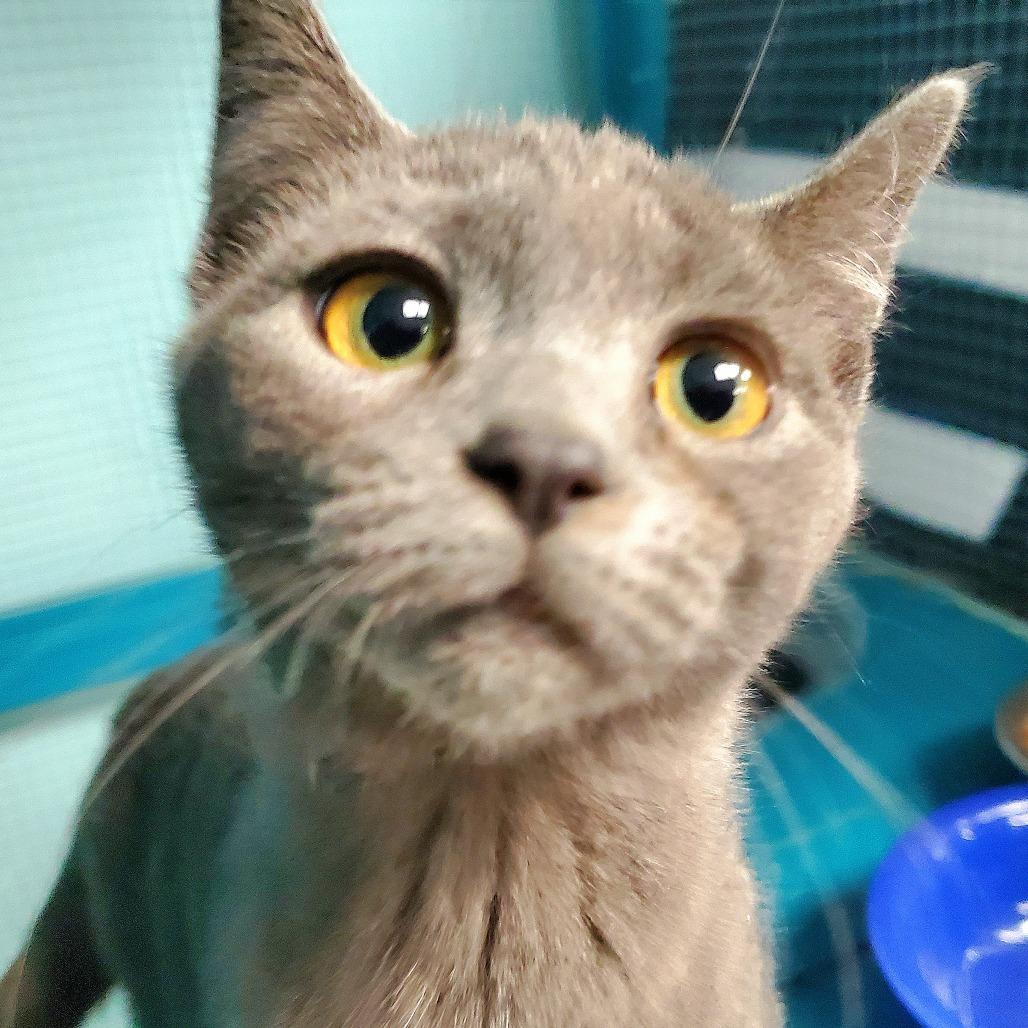 Wisp, Adoptable, Young Female Domestic Short Hair.