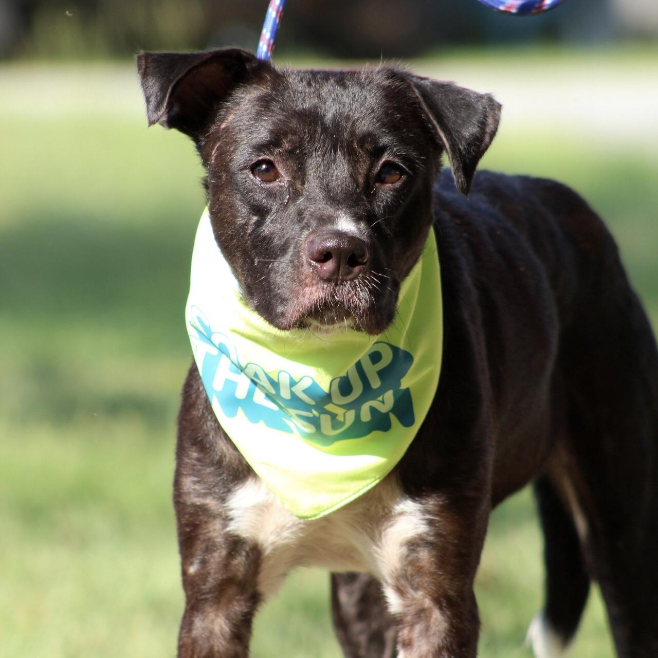 Enlarge Katie, a Adoptable mixed breed in Punta Gorda, FL image 2/6
