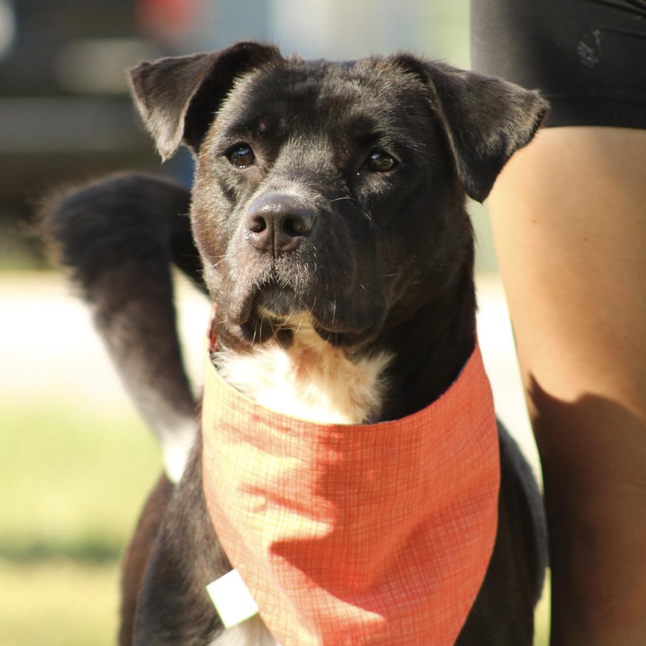 Enlarge Katie, a Adoptable mixed breed in Punta Gorda, FL image 3/6