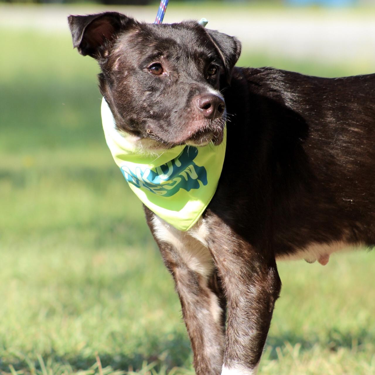 Enlarge Katie, a Adoptable mixed breed in Punta Gorda, FL image 4/6