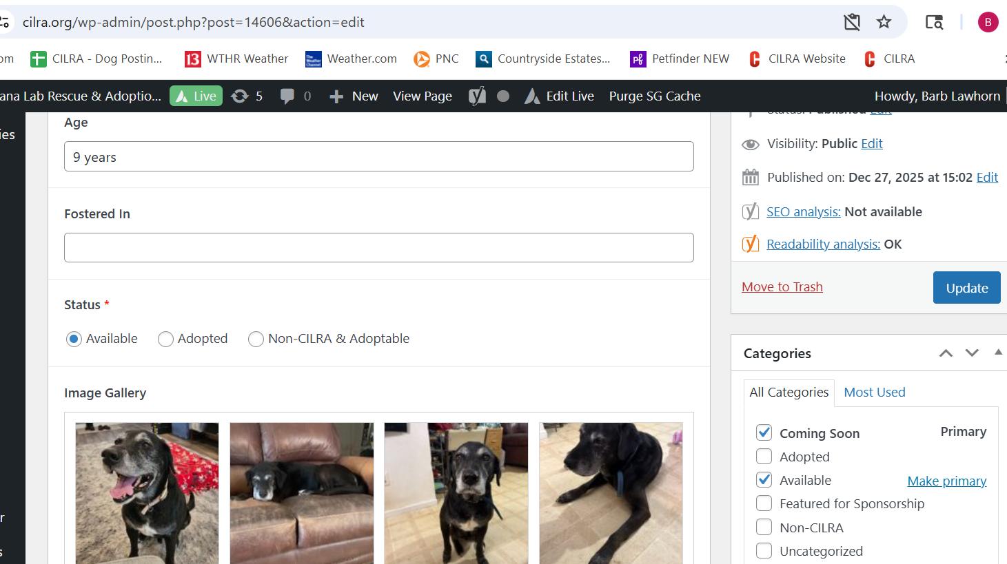 Enlarge Buddy, an adopted Black Labrador Retriever in Indianapolis, IN image 1/6