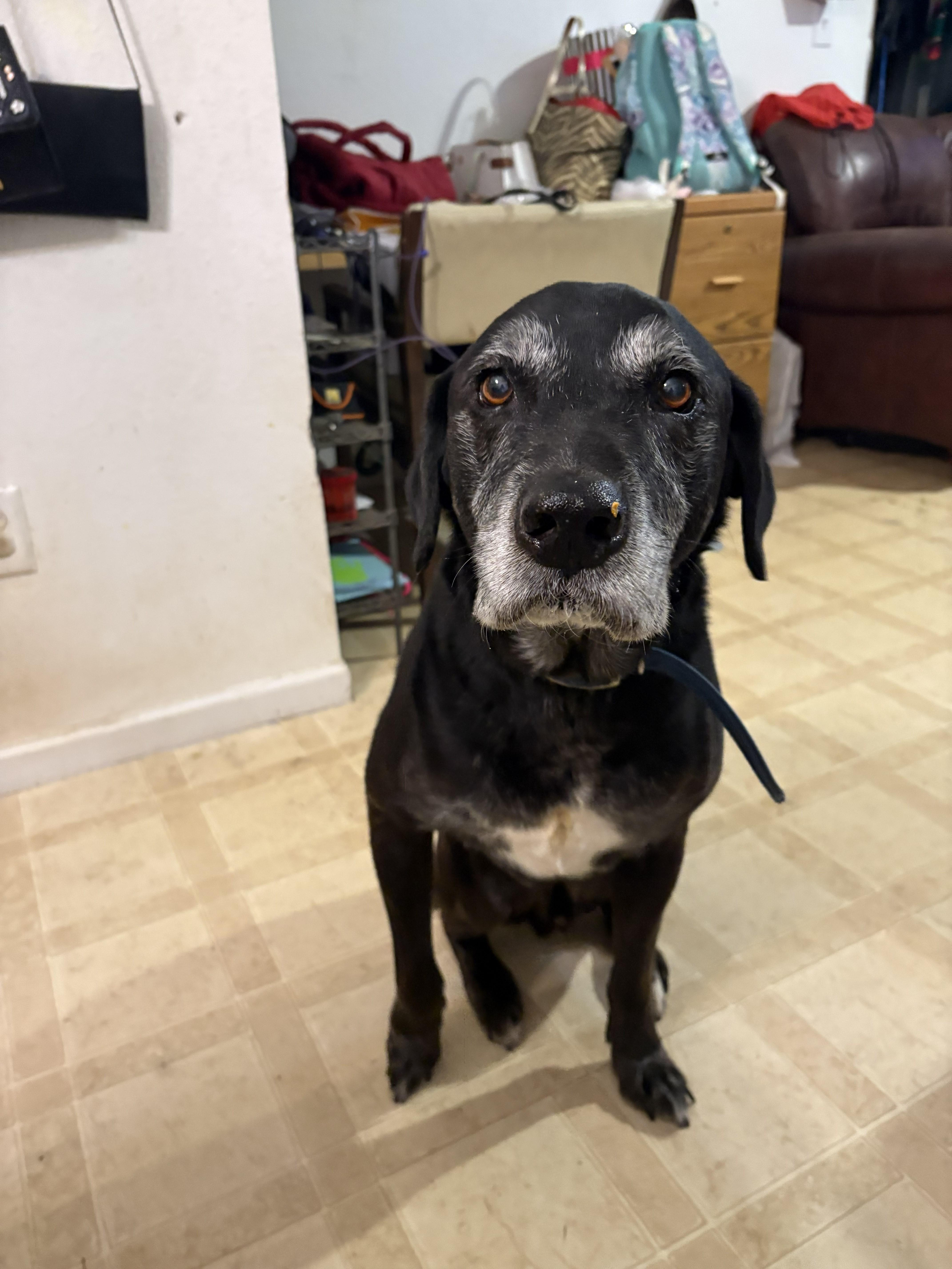 Enlarge Buddy, an adopted Black Labrador Retriever in Indianapolis, IN image 6/6