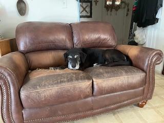 Enlarge Buddy, an adopted Black Labrador Retriever in Indianapolis, IN image 4/6