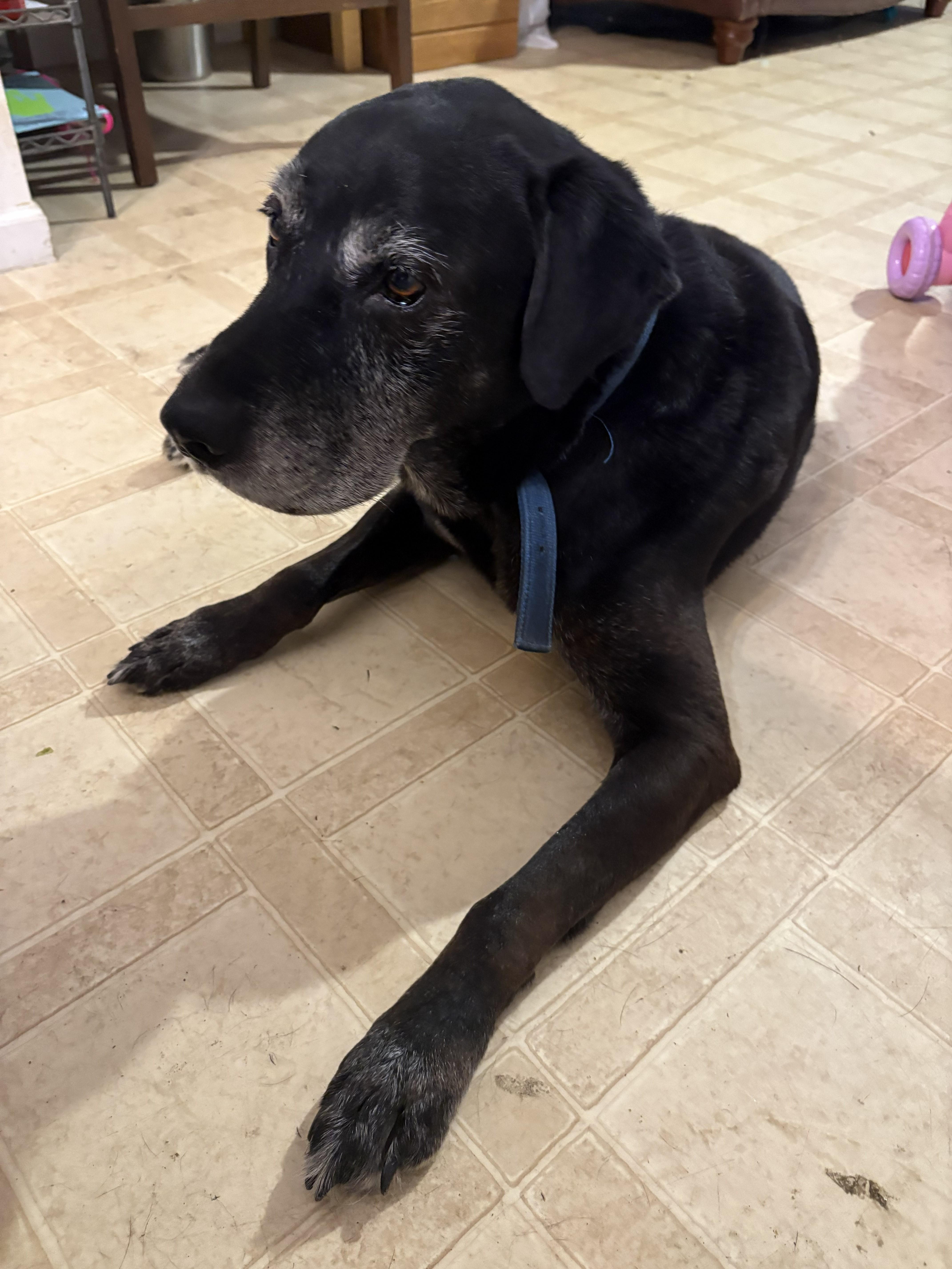 Enlarge Buddy, an adopted Black Labrador Retriever in Indianapolis, IN image 5/6