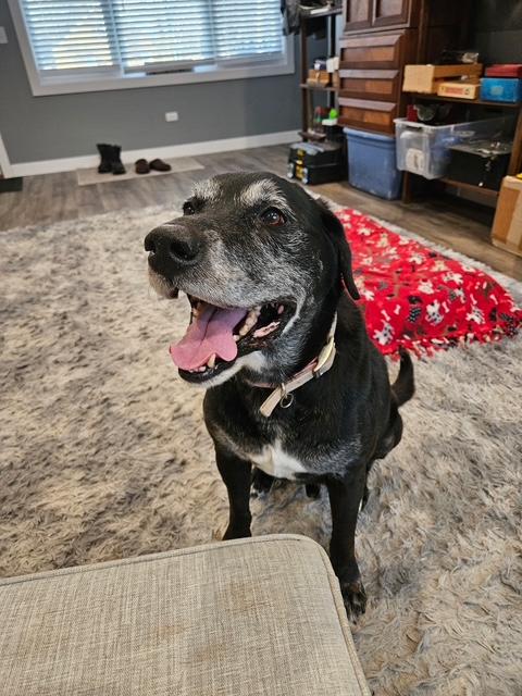 Enlarge Buddy, an adopted Black Labrador Retriever in Indianapolis, IN image 2/6