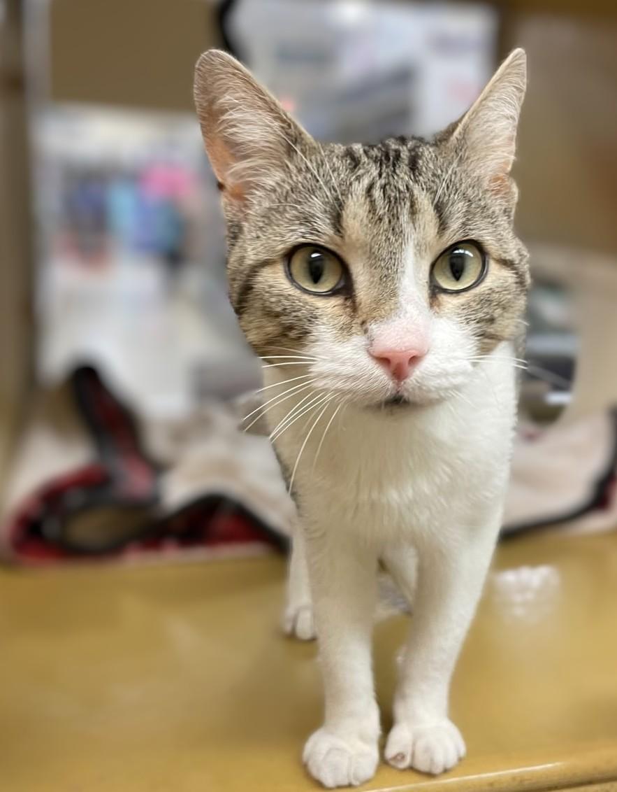 Whistle, Adoptable, Adult Male Domestic Short Hair & Tabby.