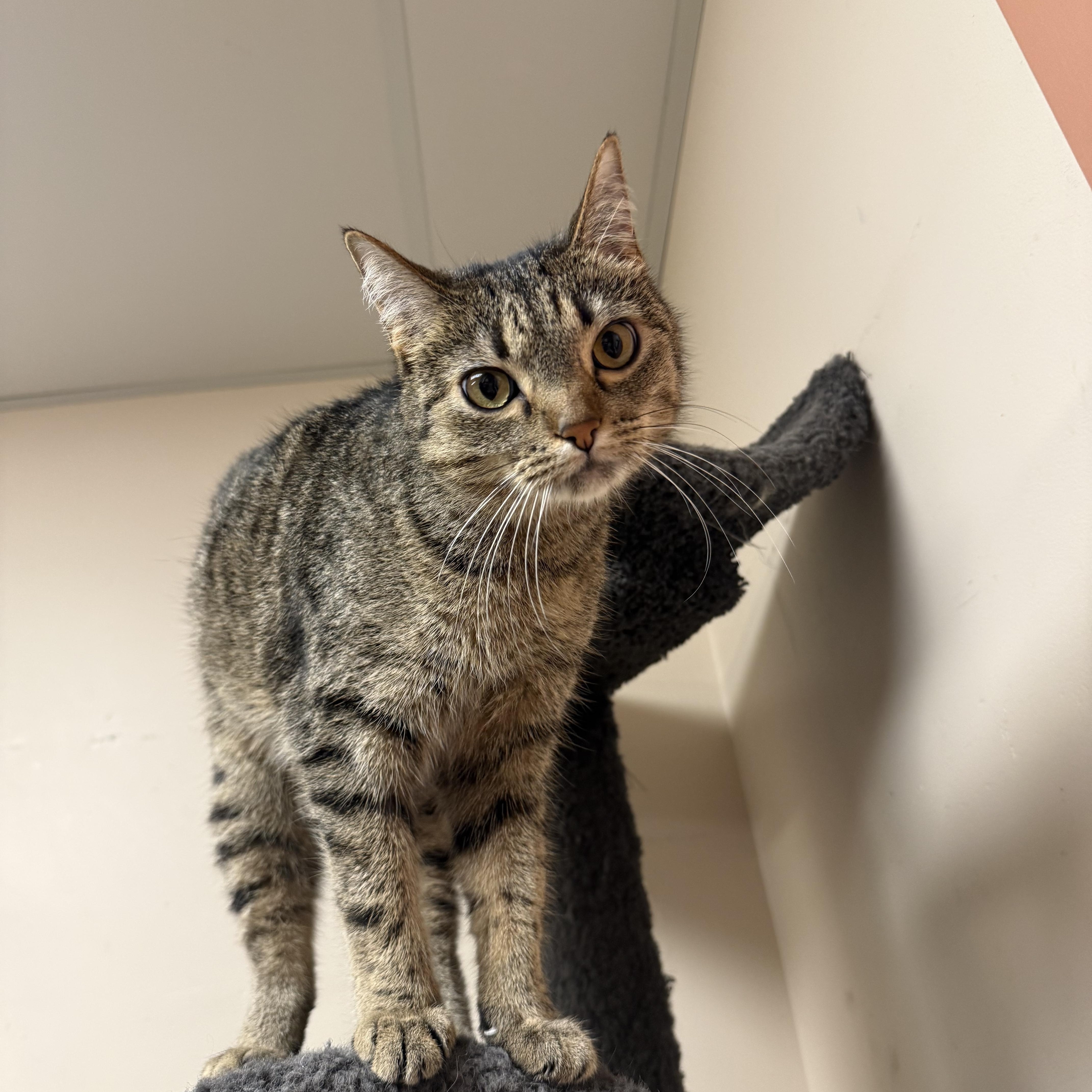 Enlarge Shotsie, an adoptable Domestic Short Hair in Steger, IL image 2/3